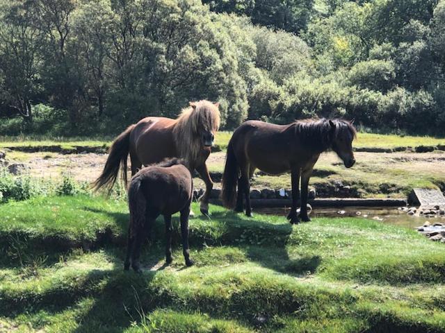 Down The Garden Path Vintage Caravan B&B , Dartmoor ニュートン・アボット エクステリア 写真